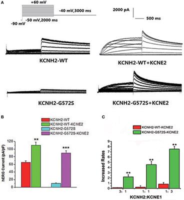 Electrophysiological Characteristics of the LQT2 Syndrome Mutation KCNH2-G572S and Regulation by Accessory Protein KCNE2